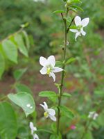 Hibiscus mutatus fls-t.JPG